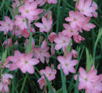 Schizostilis with pink flowers